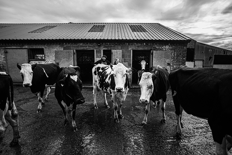 Cows outside Milking Parlour